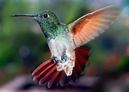 hummingbir